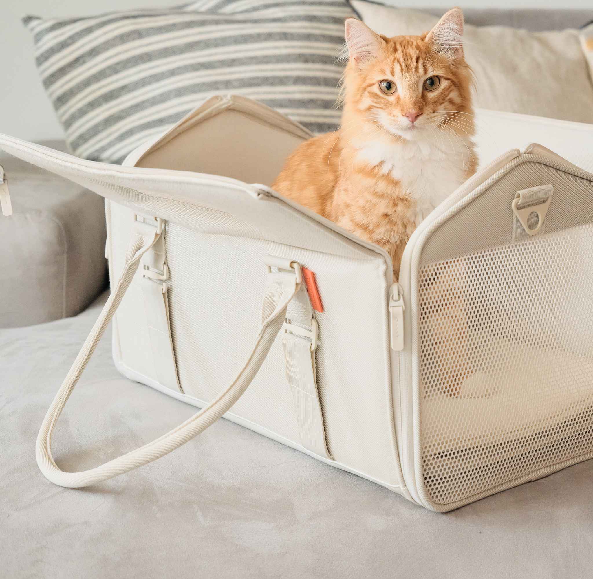 The Best 6 Large Cat Carriers for Your Big Cat 