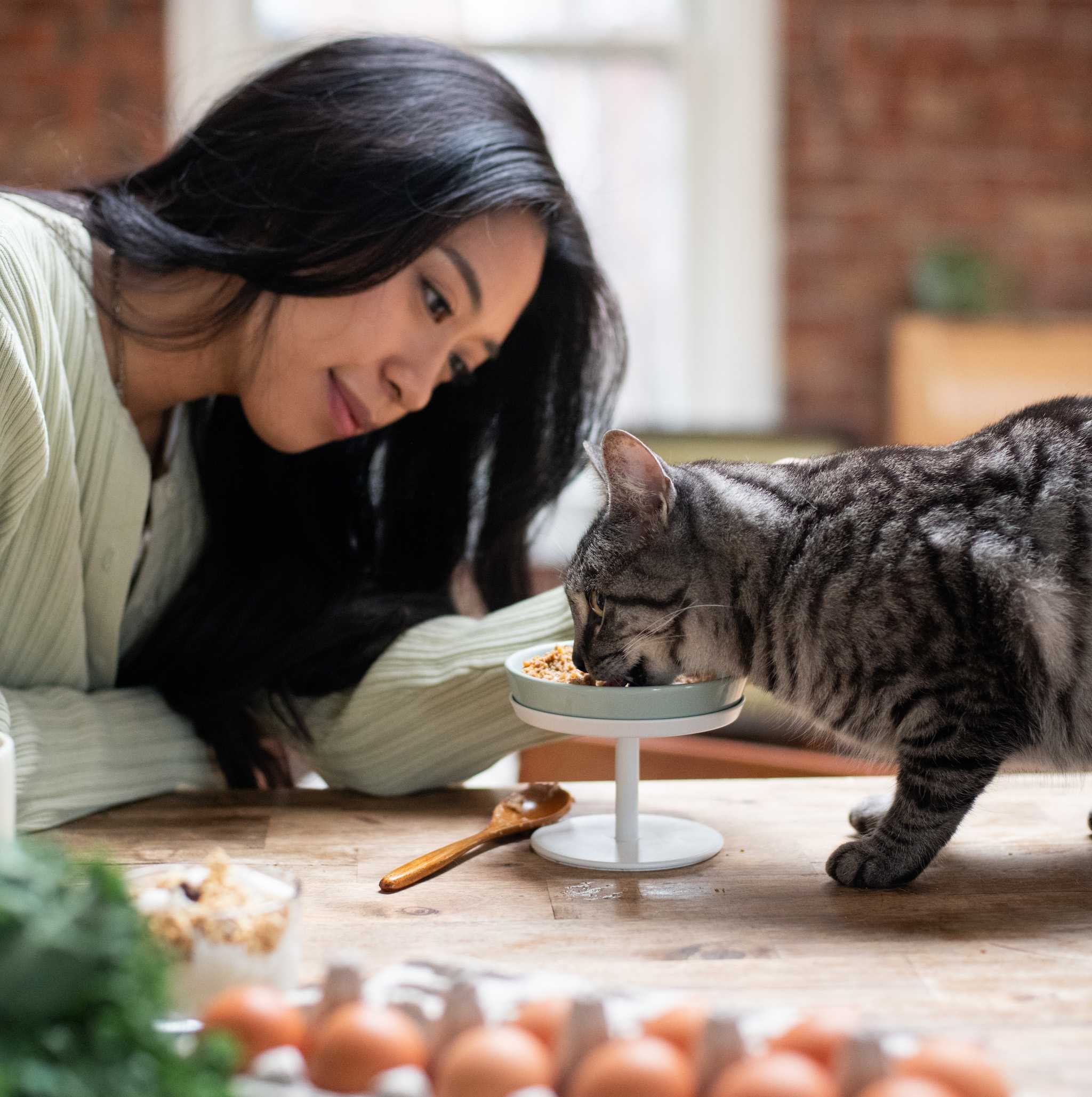 Ketogenic diet outlet for cats