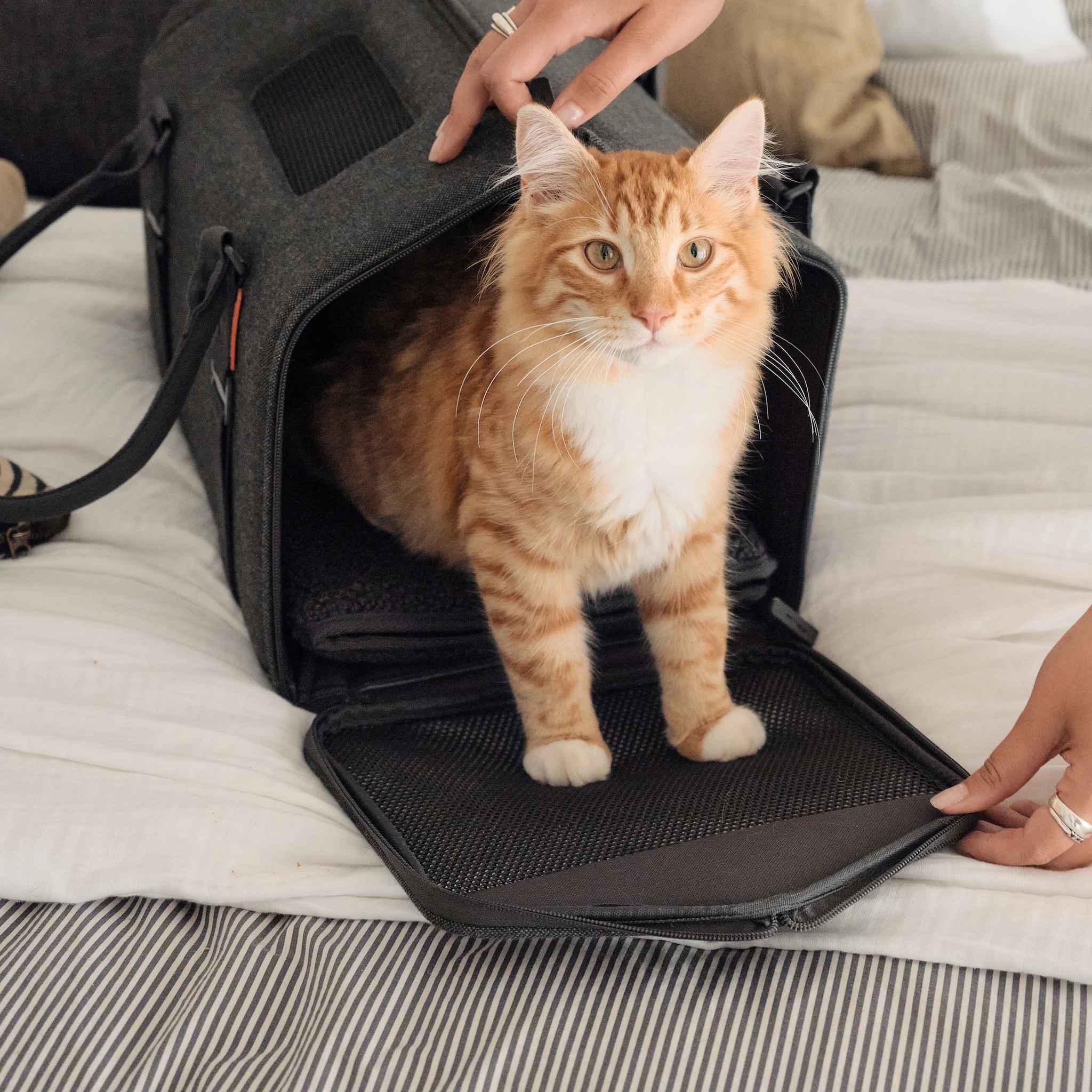 The 6 Best Airline-Approved Pet Carriers of 2024, Tested and Reviewed