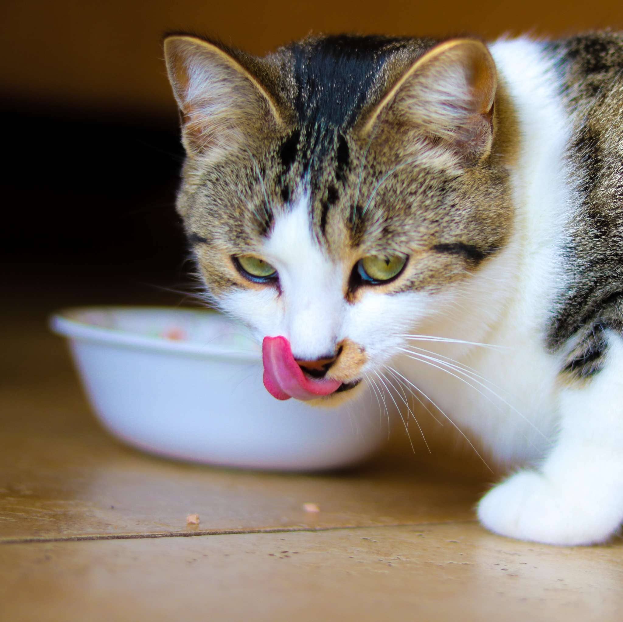 Best food for clearance cats with food allergies