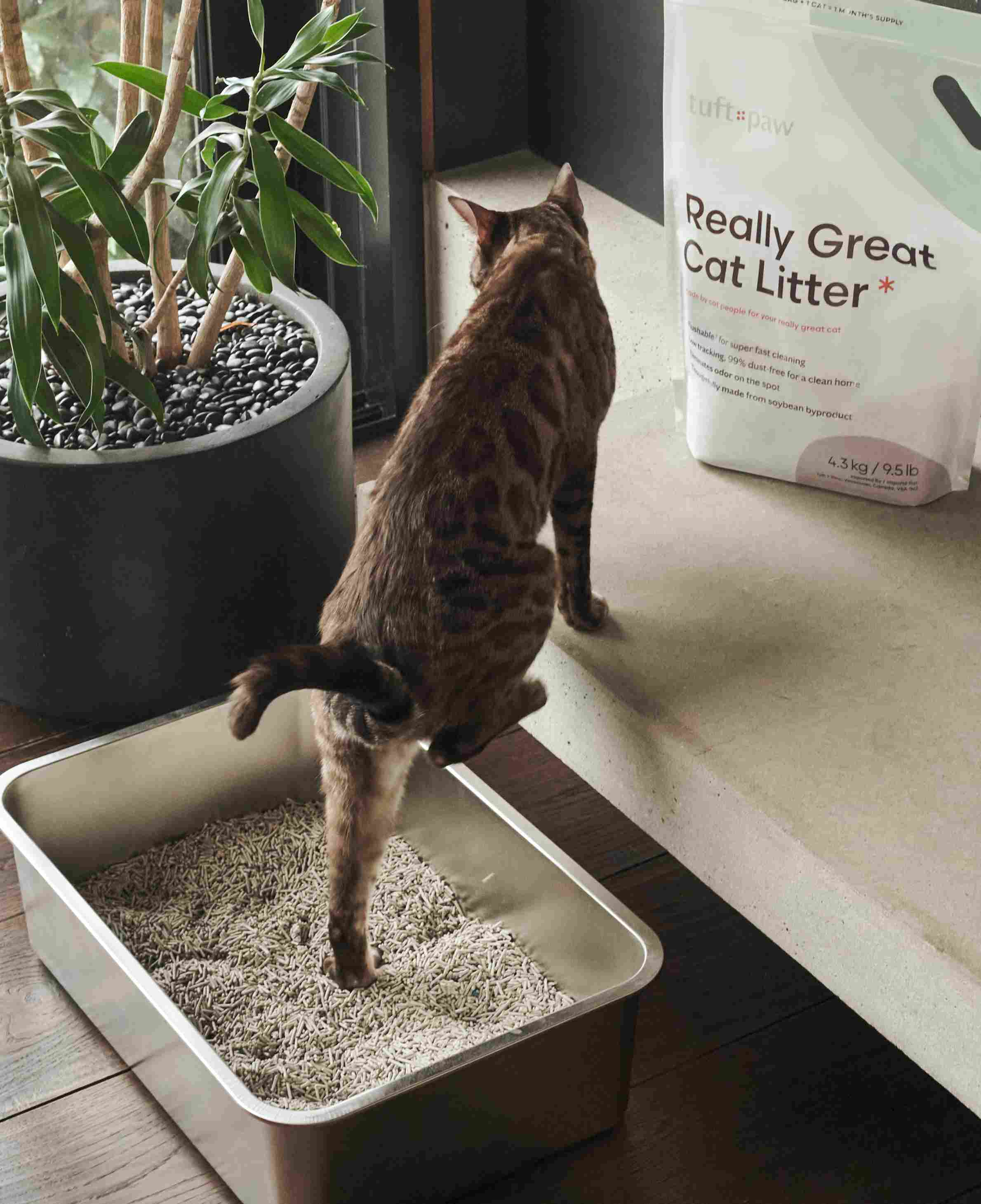 How to Stop Cat Litter Tracking – tuft + paw