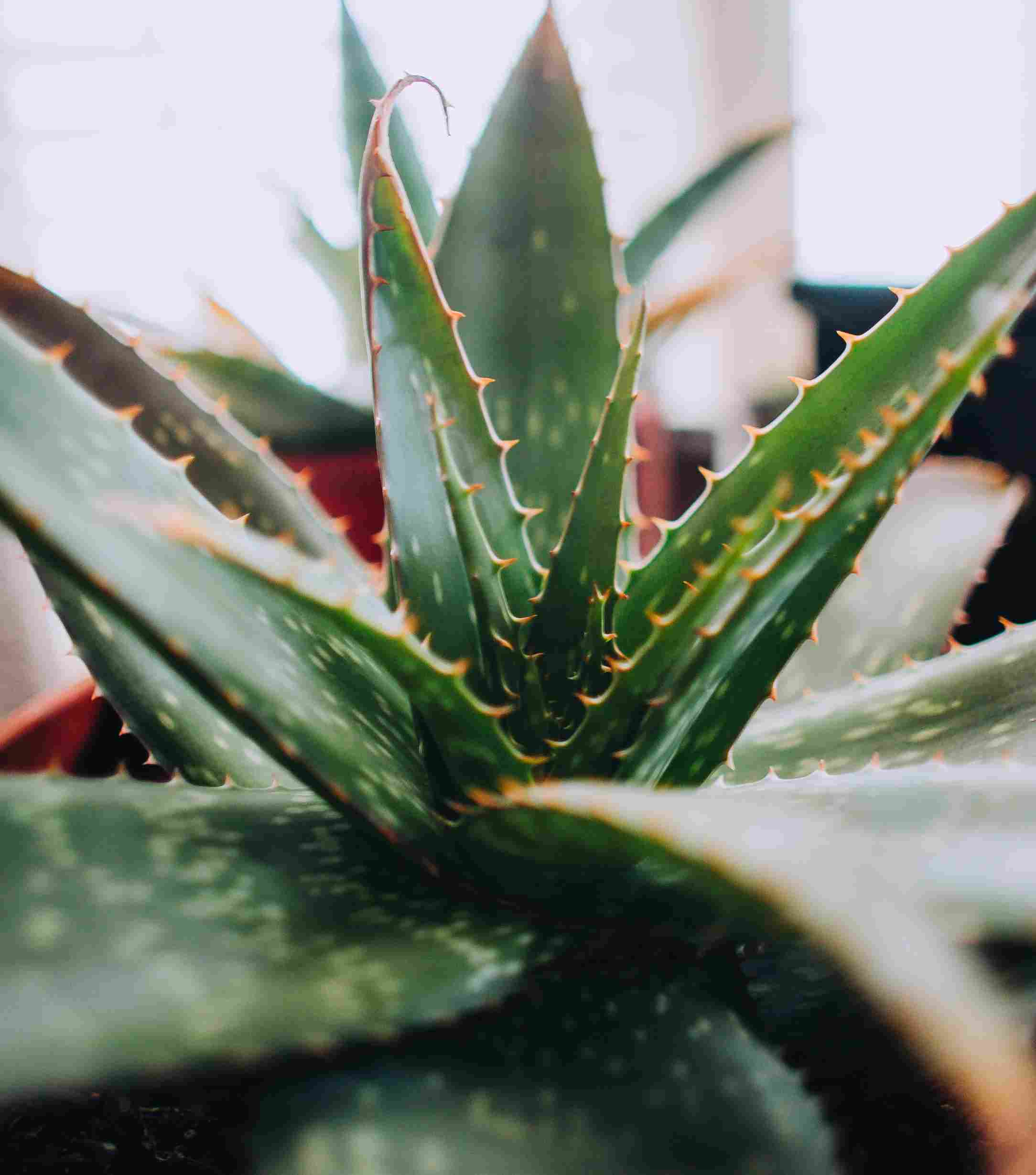 are aloe vera plants poisonous to cats and dogs