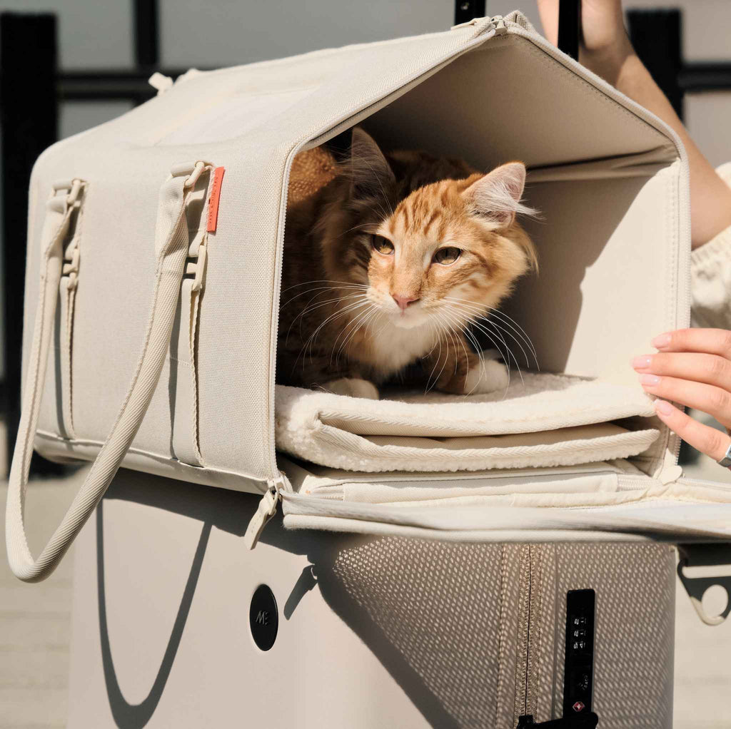6 Best Airline Approved Cat Carriers in 2024 – tuft + paw