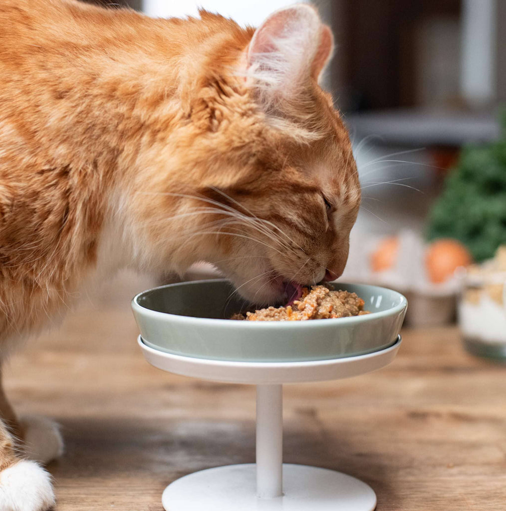 Best cat food discount for sensitive stomach