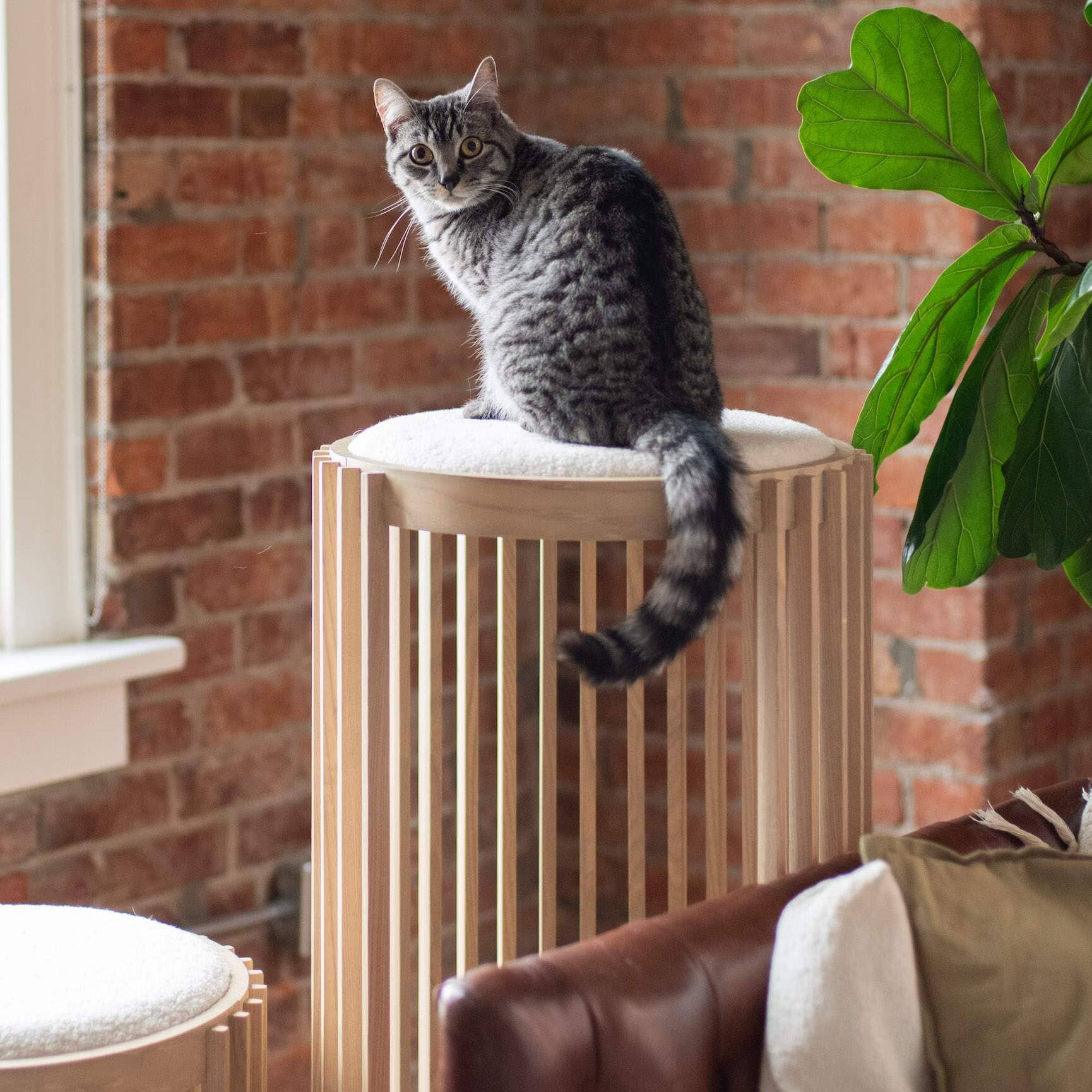 5 Best Cat Tree for Large Cats in 2024 – tuft + paw