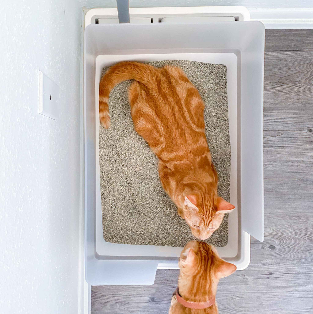 Will two cats discount share a litter box