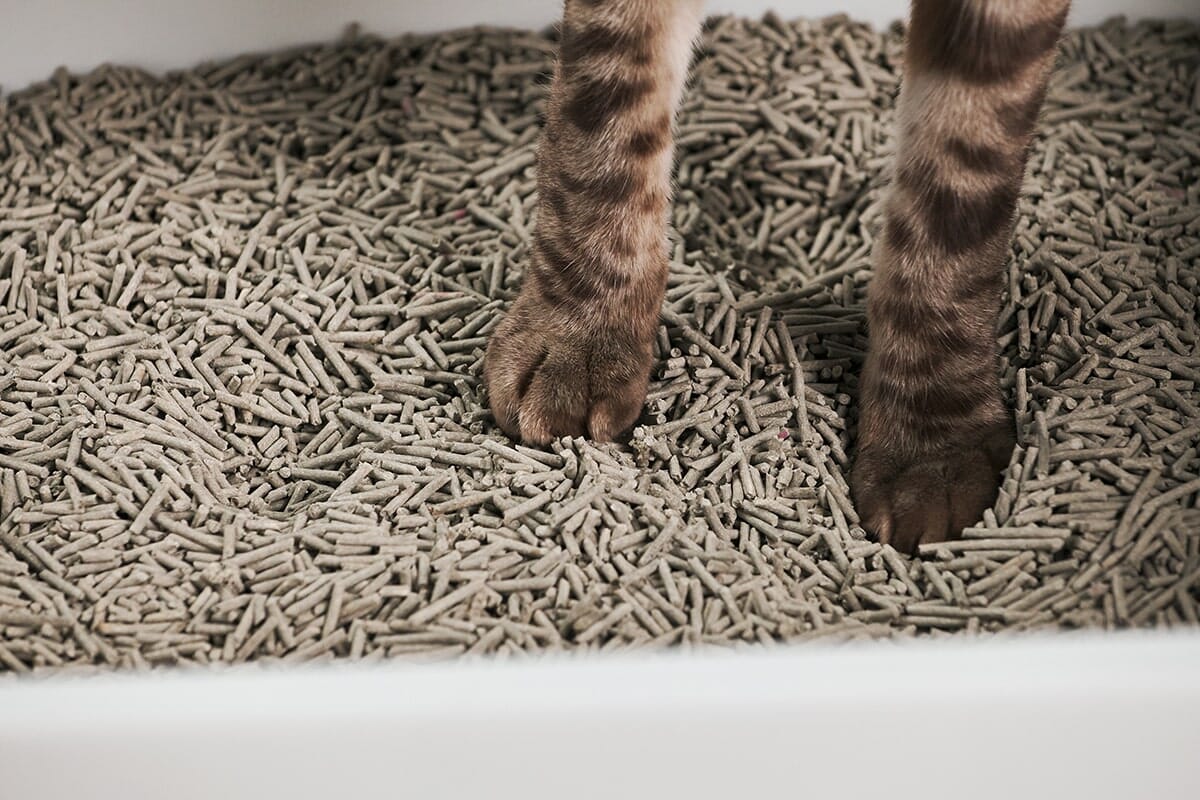 How to Clean Your Cat's Litter Box – tuft + paw