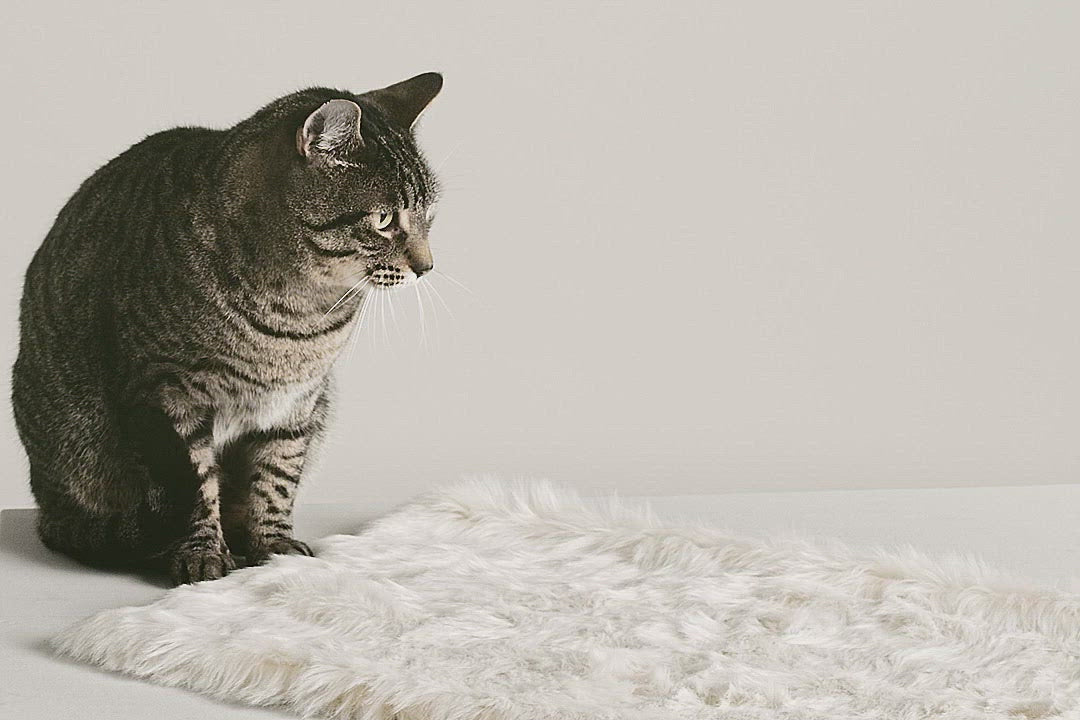 Cat fur blanket best sale